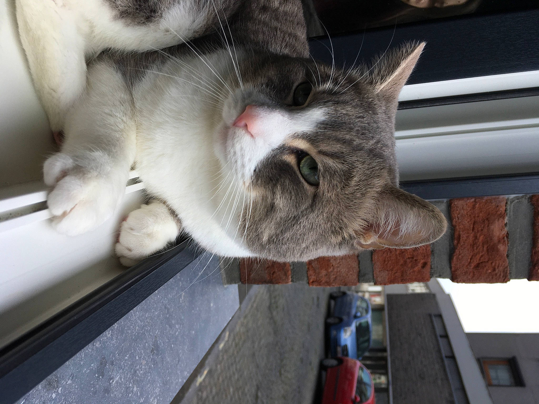 Mochi a rejoint le concours — aidez-le/la à gagner de superbes lots ! carnivore, cat, cat_supply, claw, comfort, domestic_short_haired_cat, felidae, fur, nap, paw, sleep, small_to_medium_sized_cats, snout, tail, vehicle, whiskers, wood