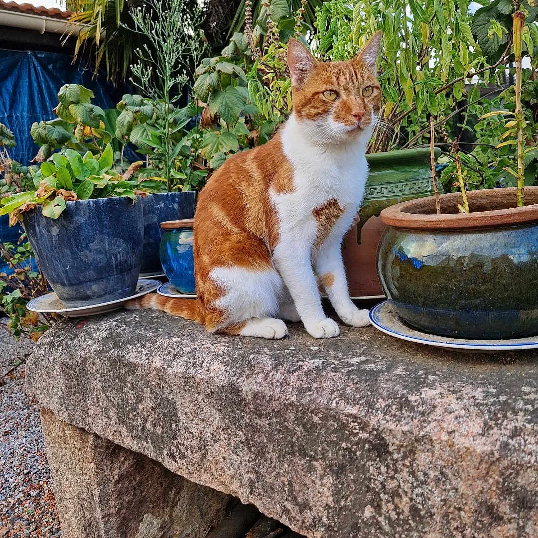 Suko