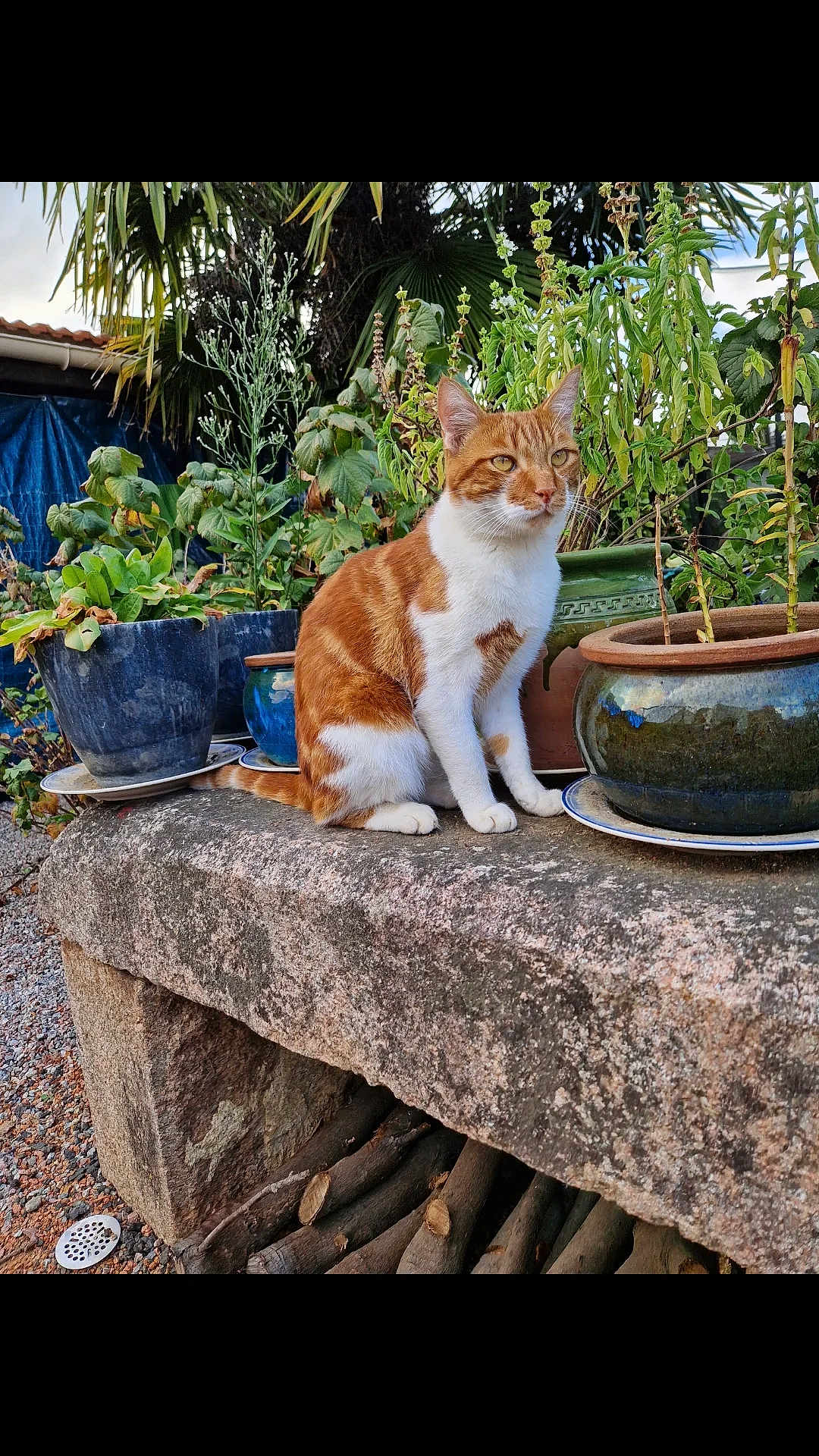 Suko