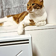Suko participe au concours pour gagner de l'argent avec cette photo : cat, domestic_cat, ears, fabric, feline, fur, ginger_cat, home, indoor, lounging, paw, pet, radiator, relaxed, resting, side_view, wall, whiskers, white_cat, window_sill