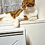 cat, domestic_cat, ears, fabric, feline, fur, ginger_cat, home, indoor, lounging, paw, pet, radiator, relaxed, resting, side_view, wall, whiskers, white_cat, window_sill