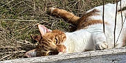 Suko participe au concours pour gagner de l'argent avec cette photo : animal, cat, close_up, daytime, dry_grass, ears, eyes, faded_paint, fur, lying_down, nature, orange_and_white_cat, outdoor, peaceful, pet, relaxed, sunlight, tail, whiskers, wooden_planks