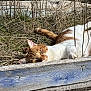 animal, cat, close_up, daytime, dry_grass, ears, eyes, faded_paint, fur, lying_down, nature, orange_and_white_cat, outdoor, peaceful, pet, relaxed, sunlight, tail, whiskers, wooden_planks