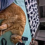 Kali is registered to the contest to win money with this photo: carnivore, cat, claw, comfort, domestic_short_haired_cat, electric_blue, fawn, felidae, fur, gesture, human_leg, lap, linens, nap, paw, small_to_medium_sized_cats, tail, whiskers, wood, wrinkle
