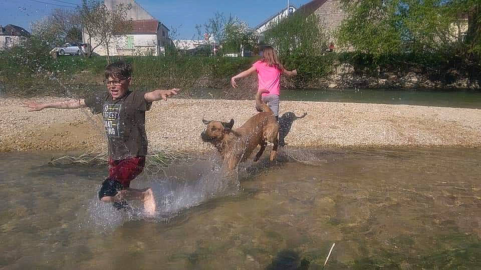 Hayko a rejoint le concours — aidez-le/la à gagner de superbes lots ! canidae, carnivore, dog, dog_breed, fawn, hunting_dog, mammal