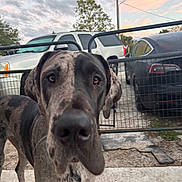 Split joined the competition — help win amazing prizes! dog, great_dane, canine, pet, outdoor, fence, car, driveway, sunset, sky, tree, curious, close_up, animal, large_dog, black_and_gray, spot_pattern, muzzle, ears, concrete