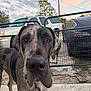 dog, great_dane, canine, pet, outdoor, fence, car, driveway, sunset, sky, tree, curious, close_up, animal, large_dog, black_and_gray, spot_pattern, muzzle, ears, concrete