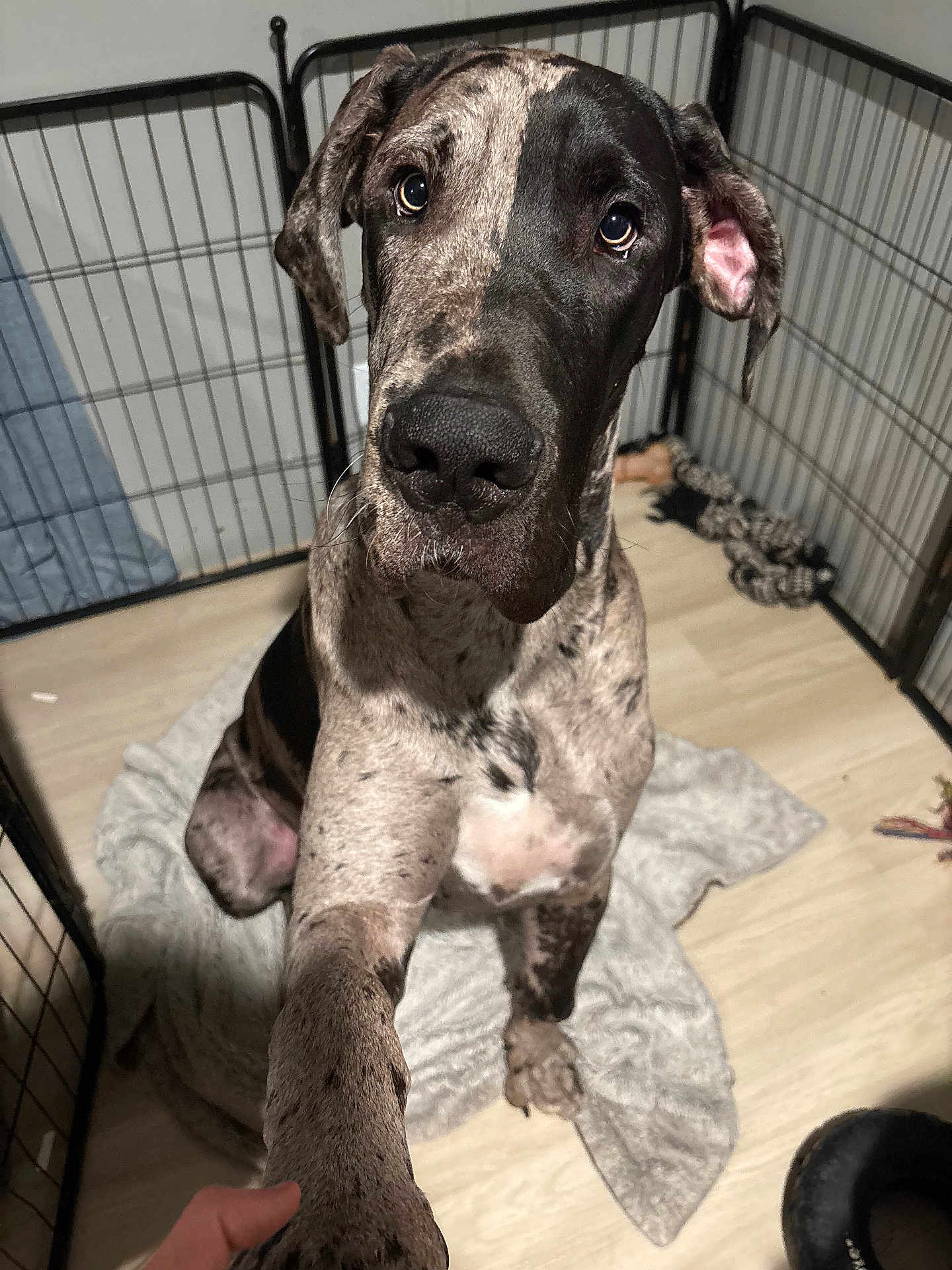 Split joined the competition — help win amazing prizes! dog, great_dane, puppy, paw, blanket, playpen, fence, indoor, floor, pet, animal, canine, friendly, cute, ears, sitting, looking_up, hand, interaction, companion