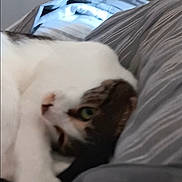 Rocky a rejoint le concours — aidez-le/la à gagner de superbes lots ! cat, kitten, pet, animal, white_fur, brown_fur, green_eyes, lying_down, sleepy, relaxed, bed, bedroom, striped_bedding, indoor, close_up, portrait, play_button, smartphone_screenshot, digital_photo, cozy