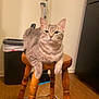 cat, gray_tabby, stool, wooden_stool, indoor, flooring, trash_can, mop, kitchen, pet, animal, feline, fur, whiskers, ears, paws, relaxed, looking_at_camera, domestic, home