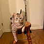 Nami is registered to the contest to win money with this photo: cat, tabby_cat, stool, wooden_furniture, indoor, pet, animal, floor, broom, trash_can, paw, fur, domestic_cat, relaxed, looking_at_camera, brown, gray, striped, home, quiet
