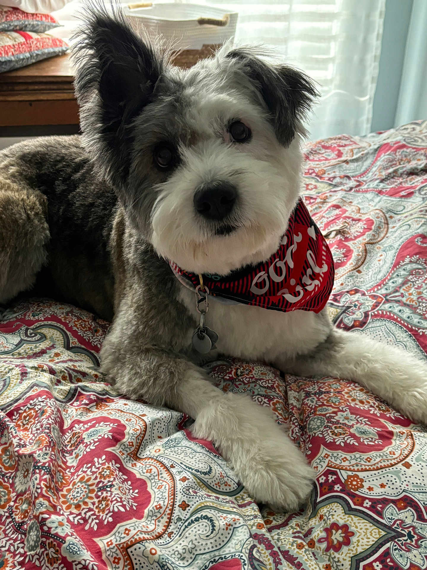 Maisey