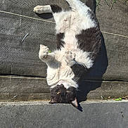 Pongo a rejoint le concours — aidez-le/la à gagner de superbes lots ! cat, black_and_white, relaxed, outdoor, sunlight, grass, concrete, mesh_surface, pet, animal, lying_down, playful, fur, whiskers, paws, daylight, nature, domestic_animal, resting, cute