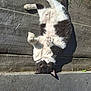 cat, black_and_white, relaxed, outdoor, sunlight, grass, concrete, mesh_surface, pet, animal, lying_down, playful, fur, whiskers, paws, daylight, nature, domestic_animal, resting, cute
