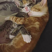 Minnie And Mickey joined the competition — help win amazing prizes! adorable, animal, cat, close_up, companion, cozy, cute, domestic_animal, friendship, fur, ginger_cat, kitten, mammal, paw, pet, relaxed, resting, sleeping, snuggling, tabby_cat