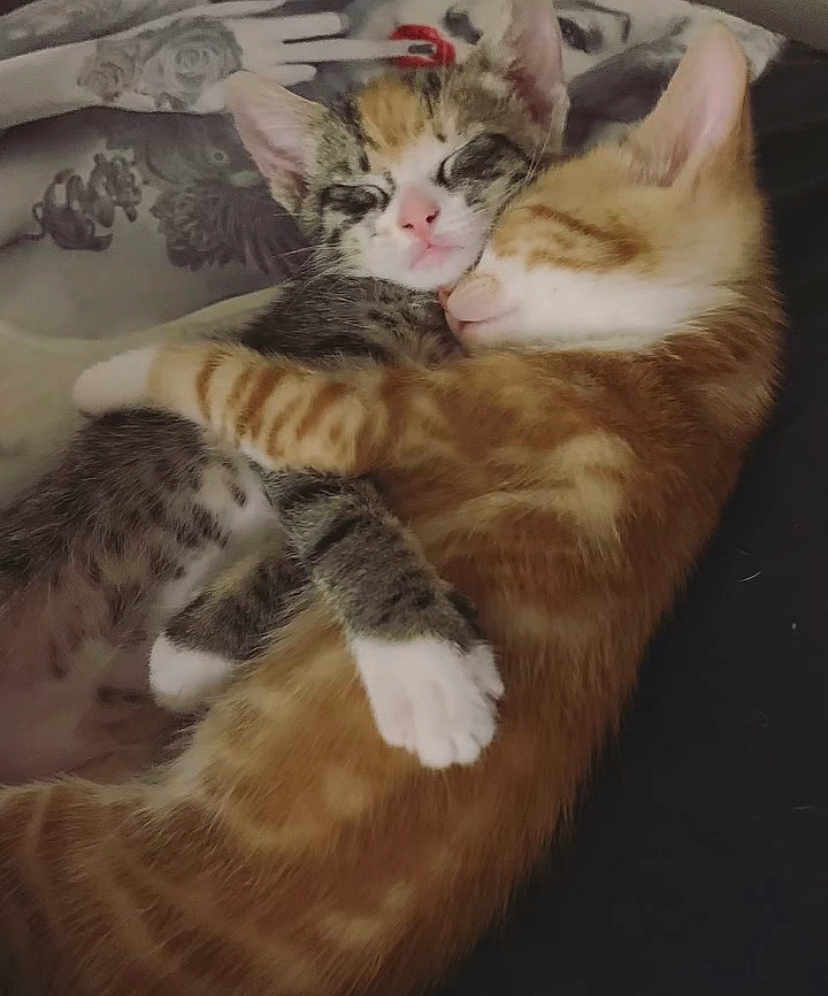 Minnie And Mickey joined the competition — help win amazing prizes! adorable, animal, cat, close_up, companion, cozy, cute, domestic_animal, friendship, fur, ginger_cat, kitten, mammal, paw, pet, relaxed, resting, sleeping, snuggling, tabby_cat