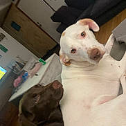 Milo joined the competition — help win amazing prizes! animal, brown_dog, canine, close_up, companion, couch, curious, dog, domestic, ears, floor, fur, home, indoor, living_room, pet, relaxed, snout, table, white_dog