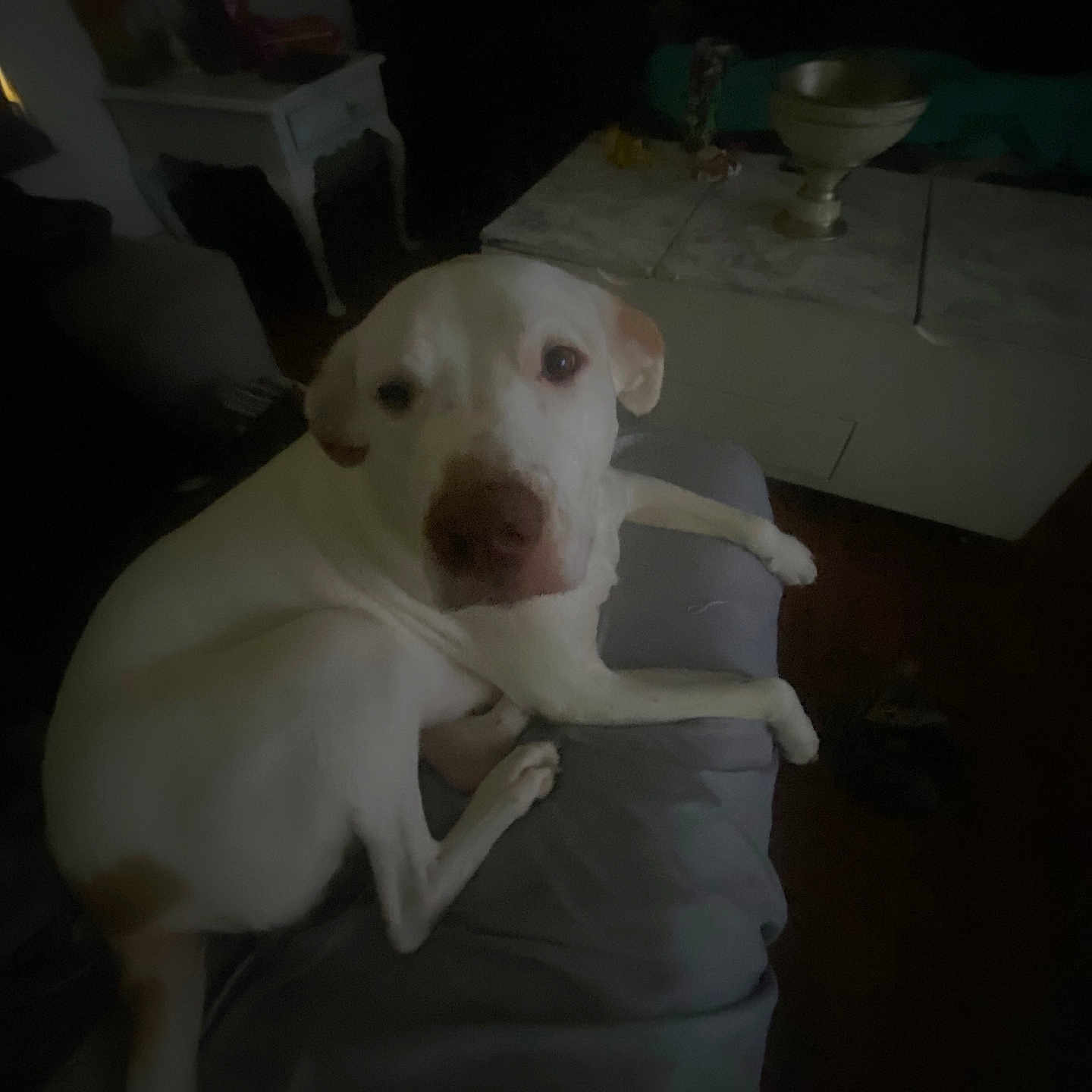 Milo joined the competition — help win amazing prizes! animal, brown_spots, canine, companion, couch, cozy, curious, dim_lighting, dog, domestic, furniture, home, indoor, living_room, looking, pet, relaxed, resting, table, white_dog