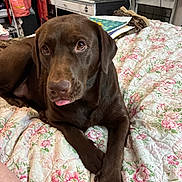Bella is registered to the contest to win money with this photo: animal, bed, brown_fur, chocolate_labrador, companion, cozy, cute, desk, dog, floral_pattern, furniture, household_items, indoors, labrador, pet, portrait, quilt, relaxed, resting, tongue_out