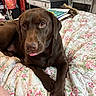 animal, bed, brown_fur, chocolate_labrador, companion, cozy, cute, desk, dog, floral_pattern, furniture, household_items, indoors, labrador, pet, portrait, quilt, relaxed, resting, tongue_out