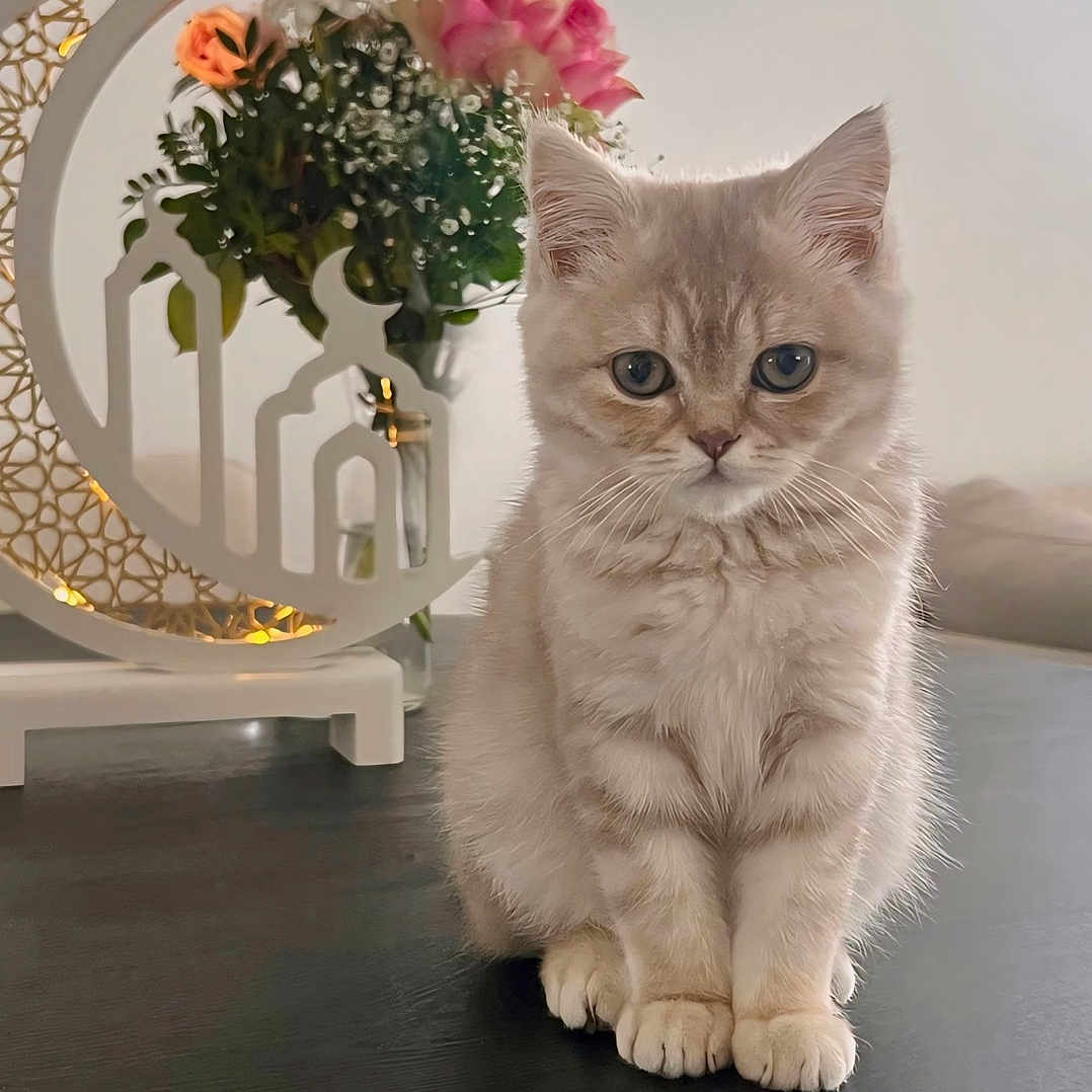 Vanille participe au concours pour gagner de l'argent avec cette photo : angora, animal, cat, diningtable, flower, flowerarrangement, flowerbouquet, furniture, geranium, ikebana, jar, kitten, pet, plant, planter, pottedplant, pottery, rose, table, vase