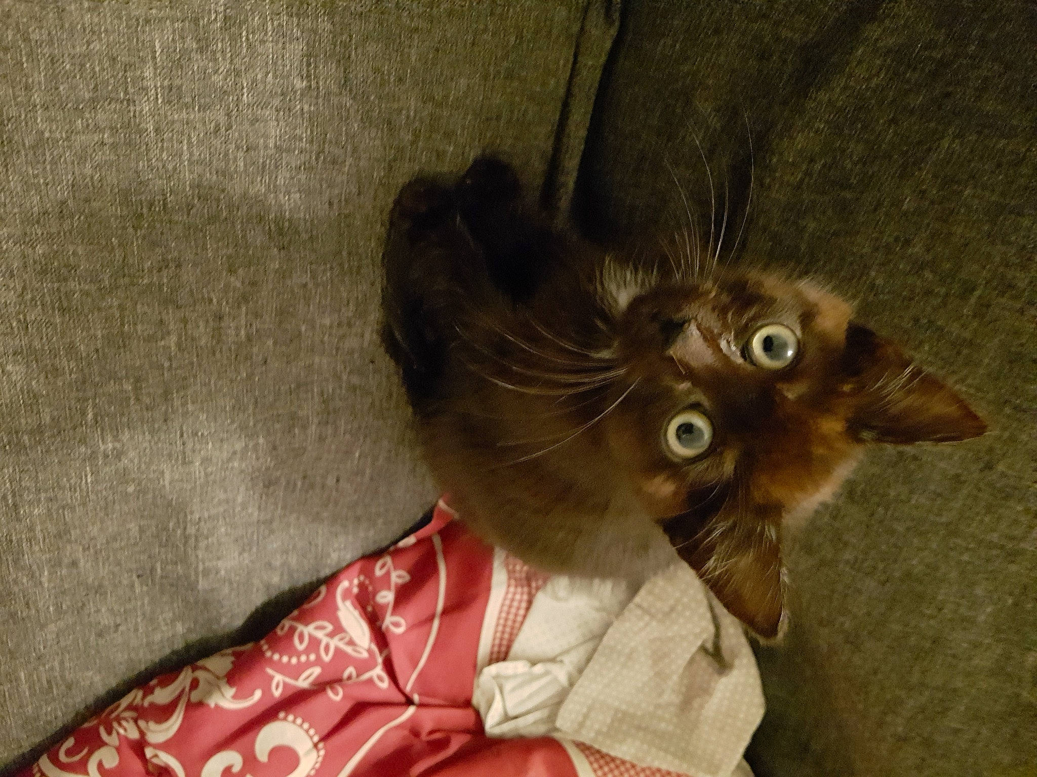 Choupi a rejoint le concours — aidez-le/la à gagner de superbes lots ! canidae, carnivore, cat, claw, domestic_short_haired_cat, fawn, felidae, fur, paw, small_to_medium_sized_cats, snout, tail, whiskers