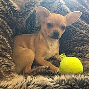 Tino a rejoint le concours — aidez-le/la à gagner de superbes lots ! alert, animal, brown_dog, canine, chihuahua, cozy, cute, dog, fur_texture, furry_blanket, indoor, mammal, pet, playful, puppy, resting, small_dog, toy, yellow_ball, young_dog