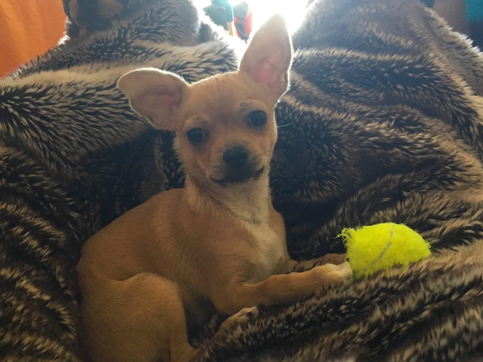 Tino