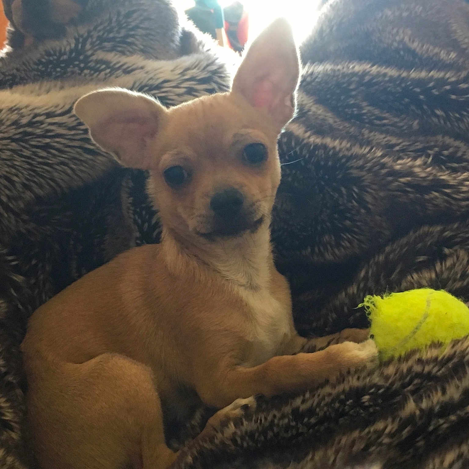 Tino