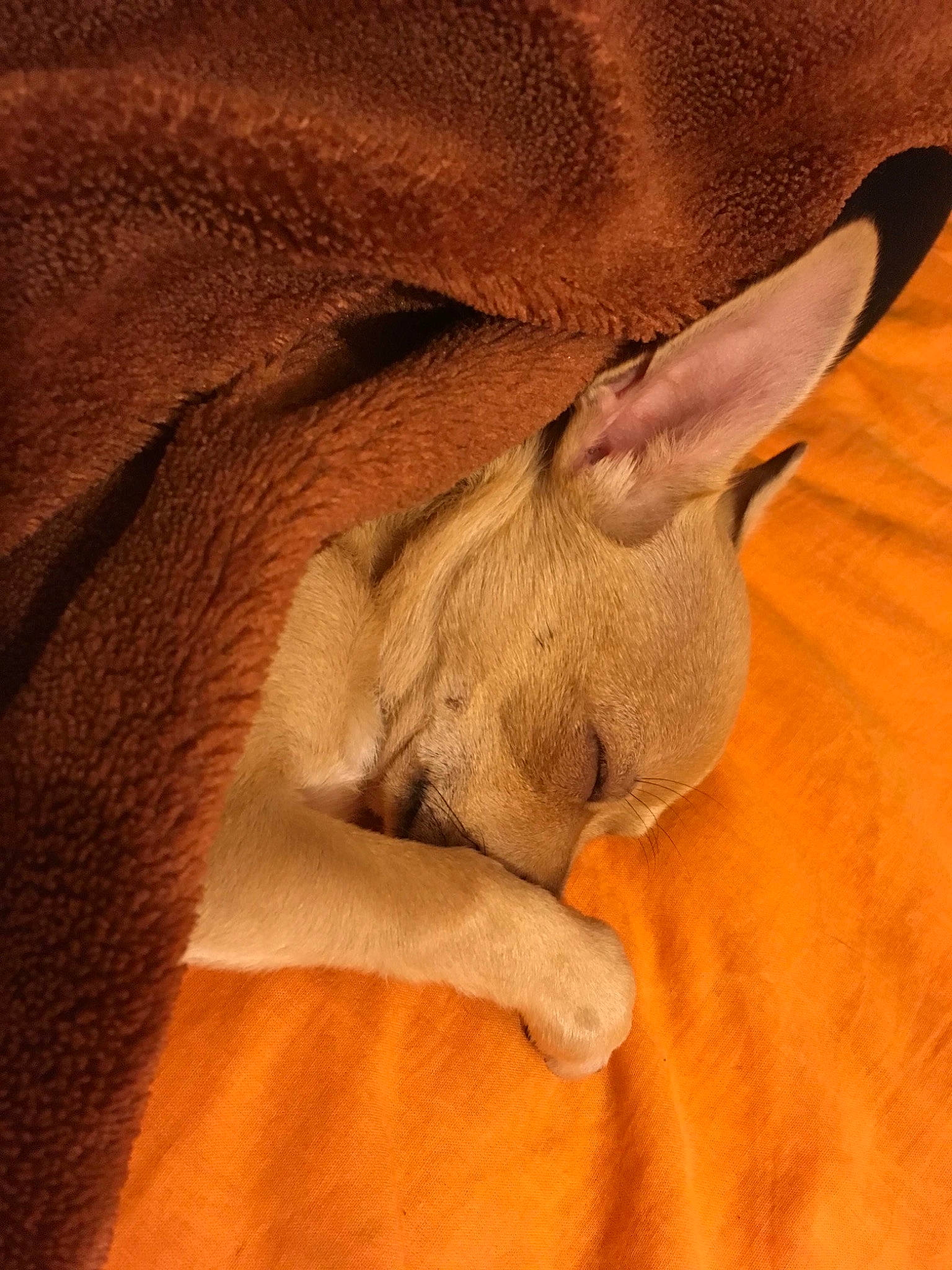 Tino a rejoint le concours — aidez-le/la à gagner de superbes lots ! brown, canidae, carnivore, companion_dog, dog, dog_breed, fawn, liver, non_sporting_group, orange, paw, sleep, snout, tan, terrestrial_animal, vertebrate, whiskers, working_animal, working_dog
