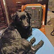 Max is registered to the contest to win money with this photo: dog, black_dog, pet, indoor, chair, heater, furniture, carpet, blue_surface, looking, curious, fur, animal, home, cozy, relaxed, domestic, wood, appliance, clutter