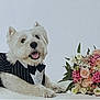 bouquet, bow_tie, canine, celebration, dog, flowers, formal_wear, green_leaves, happy, lying_down, peach_flowers, pet, pet_clothing, pink_flowers, portrait, smiling_dog, studio_photo, tuxedo, white_dog, white_flowers