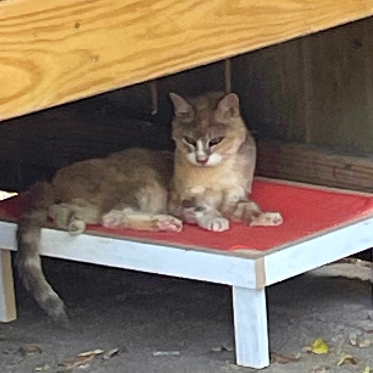 Lil Bitty joined the competition — help win amazing prizes! cat, cats, kitten, feline, animal, pet, sitting, lying_down, relaxed, portrait, whiskers, ears, fur, gray_cat, brown_cat, red_mat, wooden_shelter, platform, outdoor, concrete