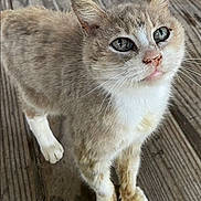 Little Bitty is registered to the contest to win money with this photo: animal, cat, close_up, curious, cute, domestic_animal, ears, feline, friendly, fur, looking_up, mammal, natural_light, outdoor, paws, pet, soft_fur, whiskers, wooden_deck, young_cat