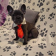 Végas a rejoint le concours — aidez-le/la à gagner de superbes lots ! accessories, animal, bed, blanket, bostonbull, boxer, bulldog, canine, couch, cushion, dog, face, formalwear, frenchbulldog, furniture, homedecor, pet, puppy, quilt, tie