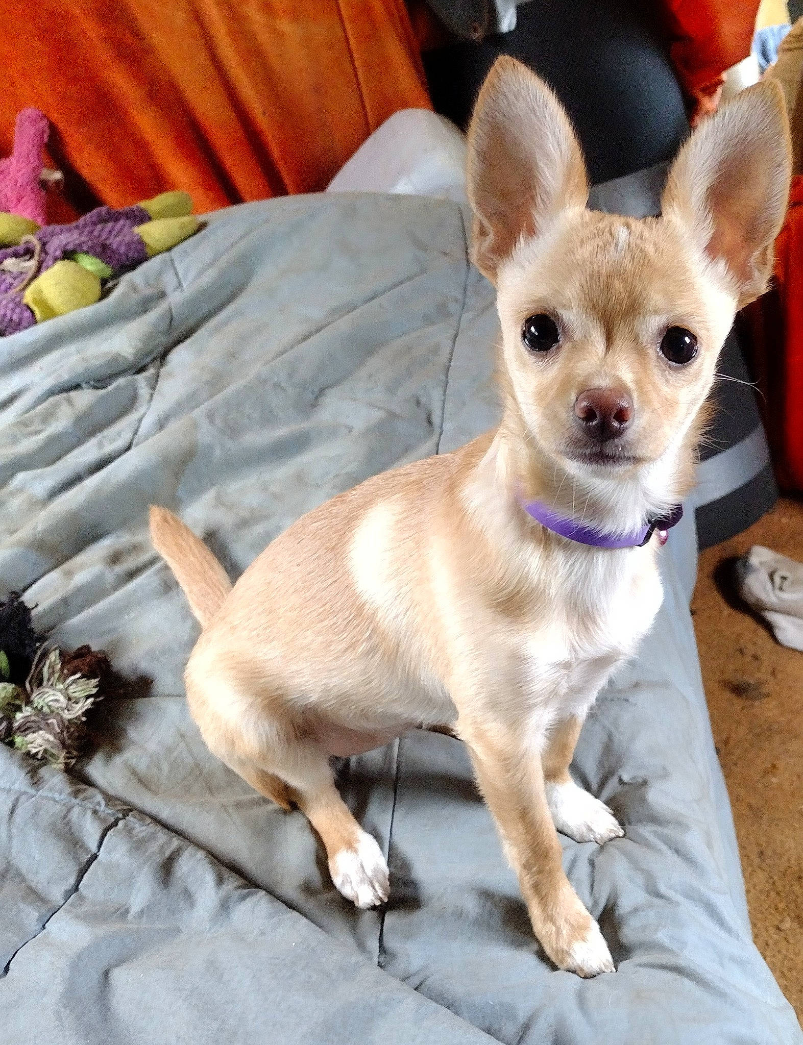 Coco joined the competition — help win amazing prizes! canidae, carnivore, chihuahua, comfort, companion_dog, corgi_chihuahua, dog, dog_breed, dog_supply, ear, fawn, fur, russkiy_toy, snout, sporting_group, tail, terrestrial_animal, toy_dog, whiskers, working_animal