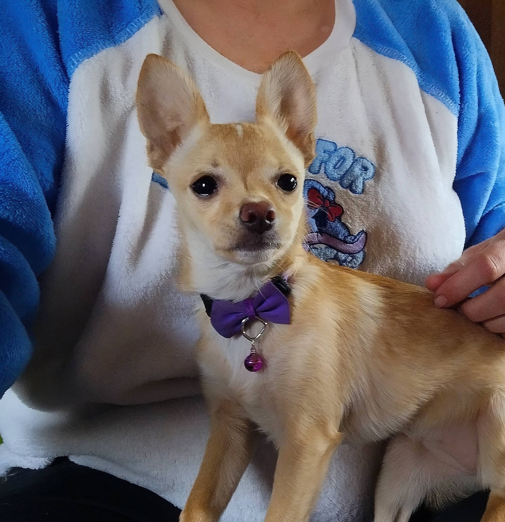 Coco joined the competition — help win amazing prizes! canidae, carnivore, chihuahua, collar, companion_dog, dog, dog_breed, dog_collar, dog_supply, ear, fawn, pet_supply, sleeve, snout, sporting_group, tail, toy_dog, whiskers, white, working_animal