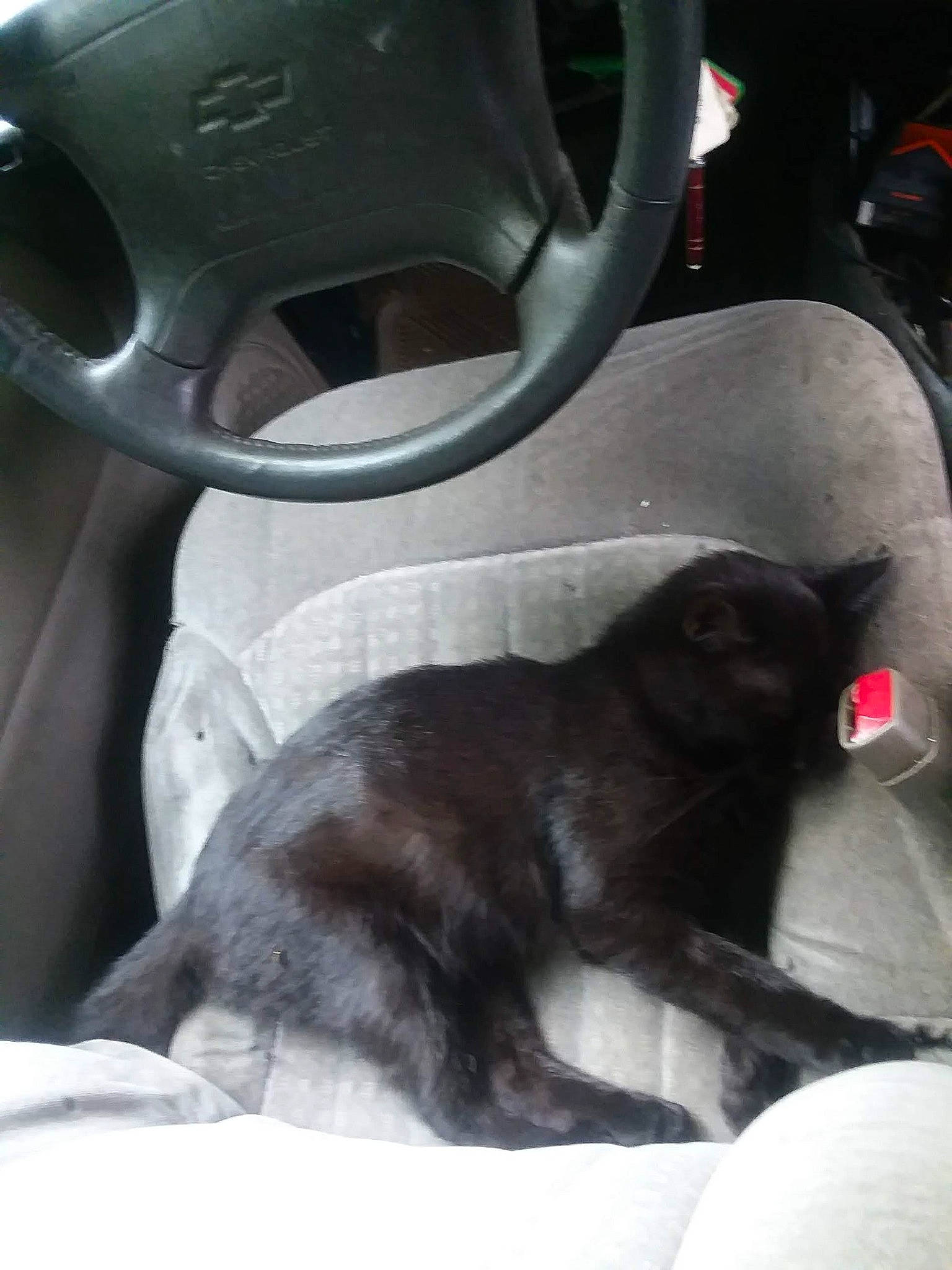 Bojangles joined the competition — help win amazing prizes! auto_part, automotive_design, automotive_exterior, automotive_tire, automotive_wheel_system, car_seat, carnivore, cat, comfort, companion_dog, dog_breed, felidae, fender, grey, motor_vehicle, personal_luxury_car, rim, small_to_medium_sized_cats, vehicle_door, whiskers