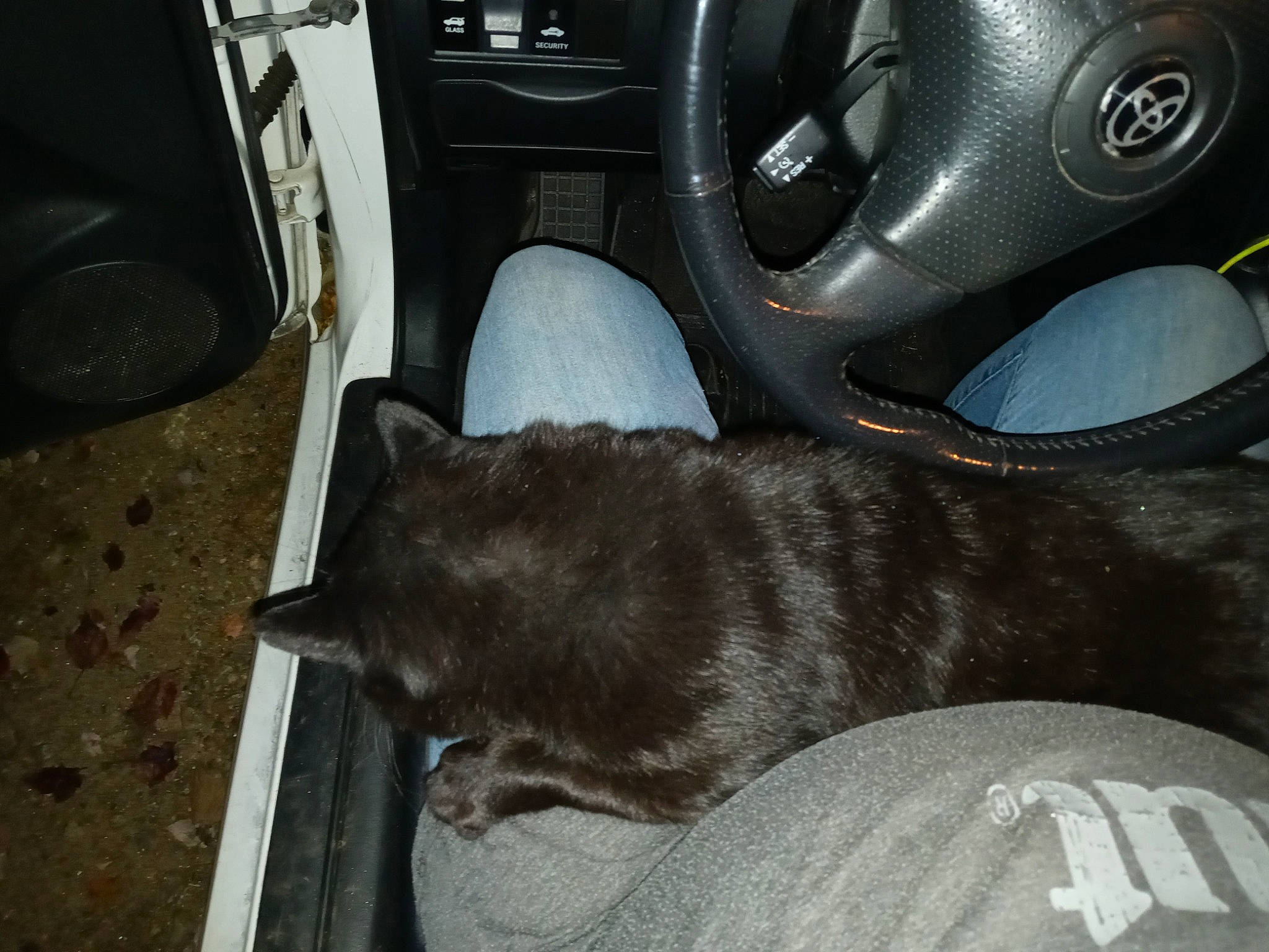 Bojangles is registered to the contest to win money with this photo: auto_part, automotive_tire, automotive_wheel_system, car, car_seat, car_seat_cover, carnivore, comfort, dog_breed, family_car, felidae, gear_shift, luxury_vehicle, motor_vehicle, personal_luxury_car, rim, steering_part, steering_wheel, vehicle, vehicle_door