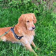 Scoubidou participe au concours pour gagner de l'argent avec cette photo : golden_retriever, dog, canine, pet, animal, grass, greenery, outdoor, nature, leaves, bush, fur, muzzle, ears, harness, resting, calm, summer, daytime, closeup