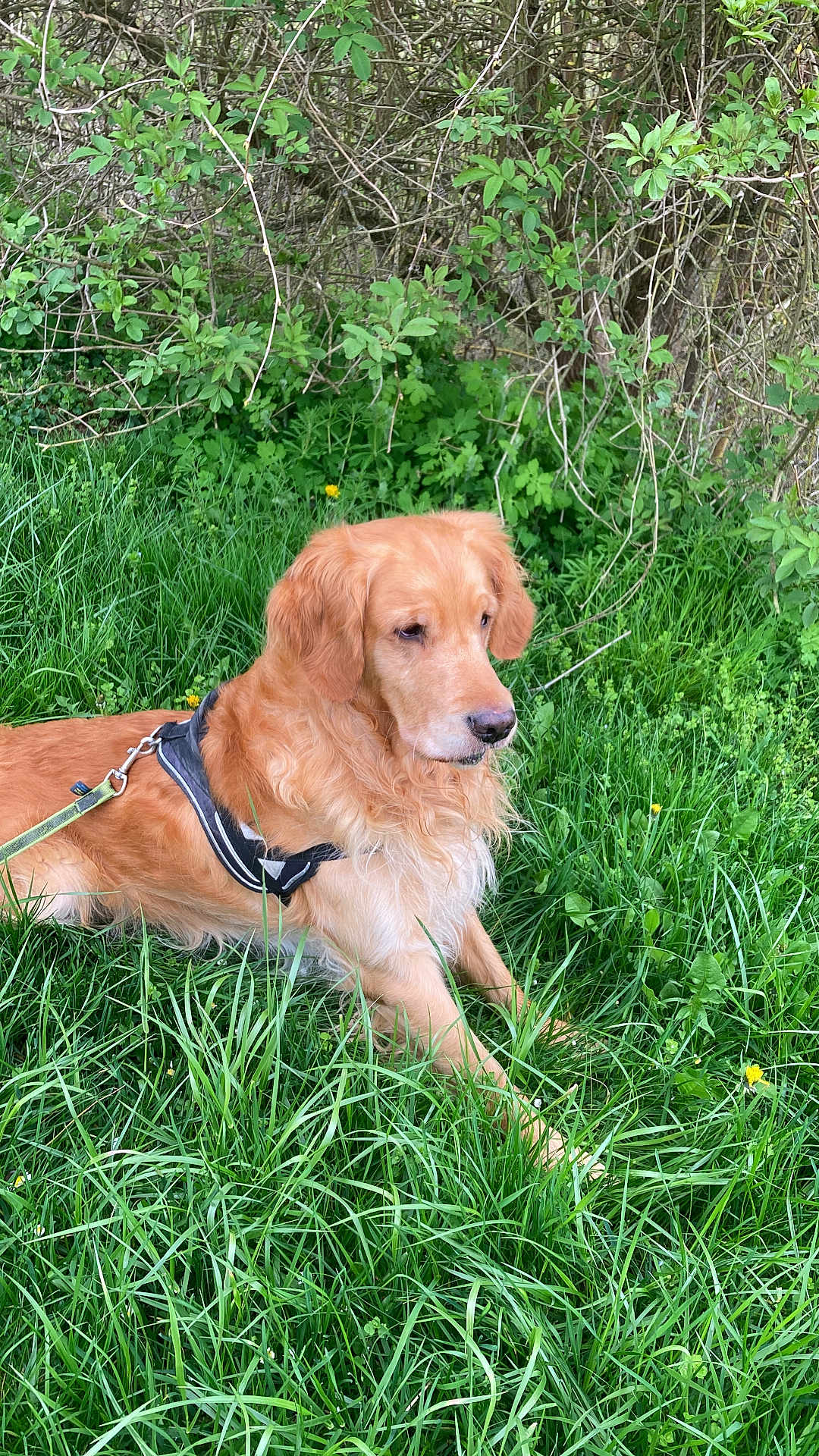 Scoubidou participe au concours pour gagner de l'argent avec cette photo : golden_retriever, dog, canine, pet, animal, grass, greenery, outdoor, nature, leaves, bush, fur, muzzle, ears, harness, resting, calm, summer, daytime, closeup