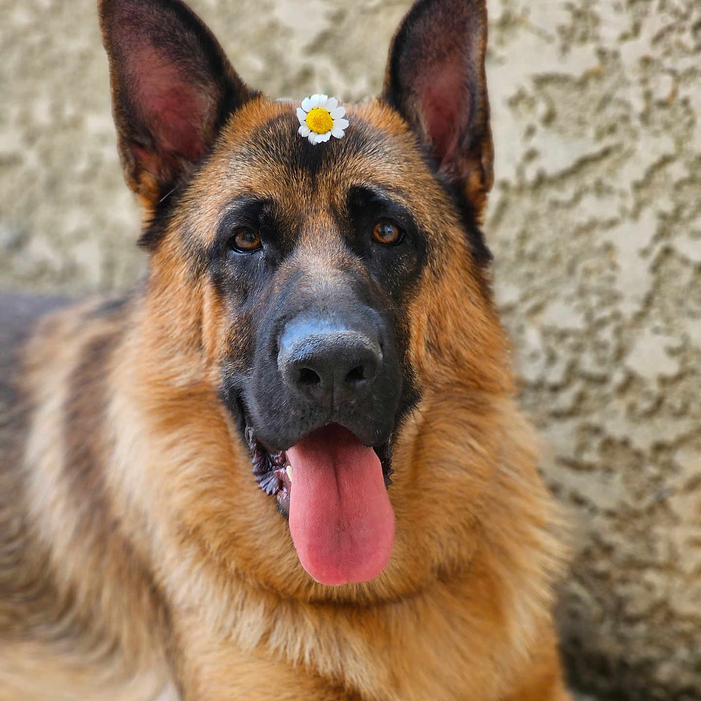 Zahia a rejoint le concours — aidez-le/la à gagner de superbes lots ! animal, bodypart, canine, dog, germanshepherd, mouth, person, pet, policedog, puppy, tongue