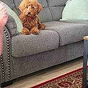 Saban is registered to the contest to win money with this photo: brown_fur, couch, cozy, curly_hair, dog, home, indoor, living_room, patterned_rug, pet, photograph, pillows, portrait, puppy, red_collar, rug, sitting, sofa, striped_pillow, wood_floor