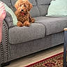 brown_fur, couch, cozy, curly_hair, dog, home, indoor, living_room, patterned_rug, pet, photograph, pillows, portrait, puppy, red_collar, rug, sitting, sofa, striped_pillow, wood_floor