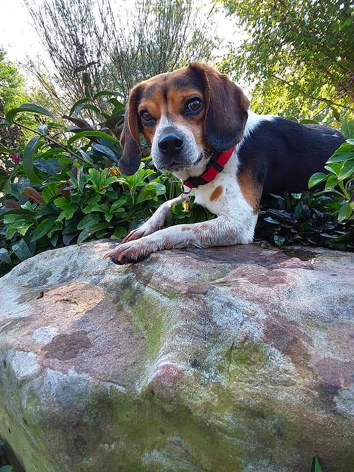 Jonny joined the competition — help win amazing prizes! american_foxhound, beagle, beagle_harrier, beaglier, canidae, carnivore, coonhound, dog, dog_breed, estonian_hound, finnish_hound, harrier, hound, mammal, pocket_beagle, serbian_tricolour_hound, snout, sporting_group, treeing_walker_coonhound, vertebrate