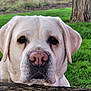 Oupsy participe au concours pour gagner de l'argent avec cette photo : animal, canine, close_up, dog, ears, face, fur, grass, greenery, labrador, leash, nature, nose, outdoor, park, pet, portrait, resting, tree, wood