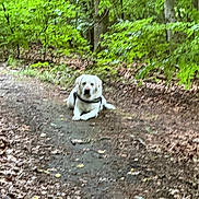 Oupsy participe au concours pour gagner de l'argent avec cette photo : animal, blurred, canine, daylight, dirt_path, dog, forest, furry, greenery, hiking_trail, leaves, lying_down, nature, outdoor, path, pet, scenery, trees, white_dog, woods