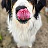 Orko participe au concours pour gagner de l'argent avec cette photo : dog, animal, pet, tongue, close_up, black_and_white, fur, outdoor, cute, playful, canine, muzzle, nose, ears, portrait, looking_at_camera, licking, friendly, focus, brown_eyes
