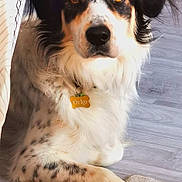 Orko a rejoint le concours — aidez-le/la à gagner de superbes lots ! dog, pet, indoor, floor, wooden_floor, lying_down, fur, ears, eyes, collar, name_tag, orange, white, black, brown, spot, carpet, relaxed, animal, canine