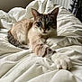 cat, pet, animal, feline, bedroom, blanket, white, fur, paw, stretching, curious, cozy, indoor, relaxing, soft, comfort, domestic, cute, whiskers, sleepy